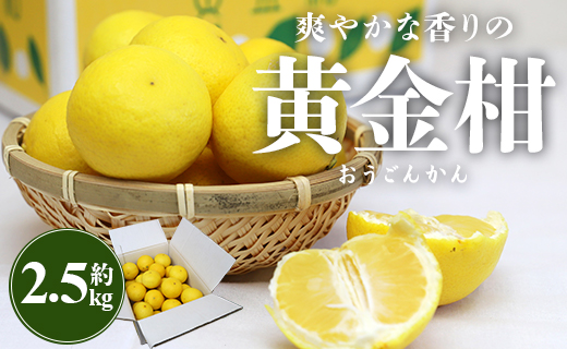 間城農園 爽やかな香りの黄金柑(おうごんかん)2.5kg フルーツ 果物 柑橘
