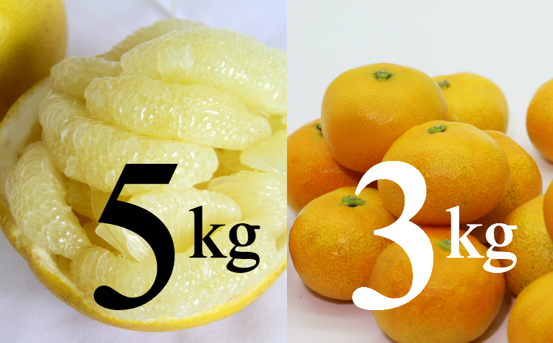 【柑橘定期便】間城農園みかん３kg・土佐文旦５kg２回便