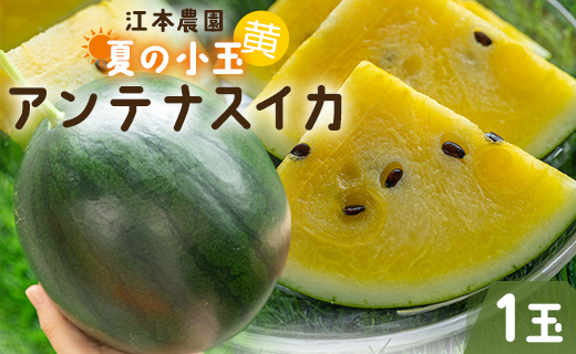【数量限定】江本農園 夏の小玉アンテナスイカ １玉ギフト箱 黄