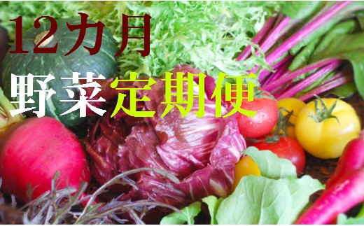 野菜【12カ月】定期便 香南市のお野菜詰め合わせコース