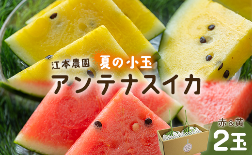 【数量限定】江本農園 夏の小玉アンテナスイカ ２玉ギフト箱 赤＆黄セット