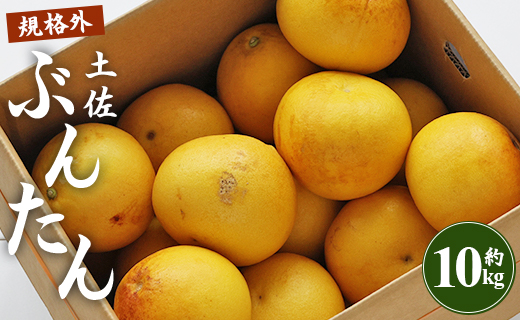 間城農園 土佐文旦 10kg(規格外)(2L～4Lサイズ) ぶんたん フルーツ 果物 柑橘 訳あり
