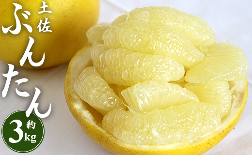 土佐文旦 約3kg（2L～4L）果物 フルーツ 柑橘 ぶんたん 特産品