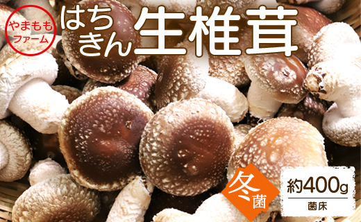 やまももファーム椎茸 冬菌はちきん生椎茸(菌床)約400g  - しいたけ きのこ キノコ 野菜 国産 yo-0010