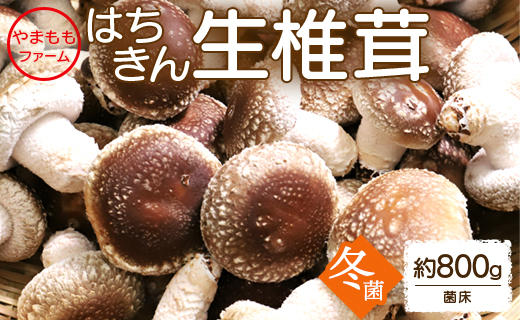 やまももファーム椎茸 冬菌はちきん生椎茸(菌床)約800g - しいたけ きのこ キノコ 野菜 国産 yo-0013