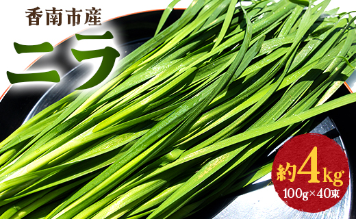 生産量日本一香南市のニラ 4kg - ニラ 香南市産 にら 朝採れ 産地直送 香味野菜 ニラ on-0013