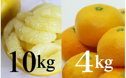 【柑橘定期便】間城農園みかん4kg(1回目)・土佐文旦10kg(2回目) Wms-0057