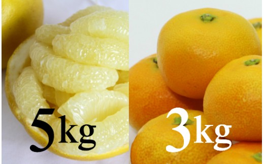 【柑橘定期便】間城農園みかん3kg・土佐文旦5kg Wms-0055