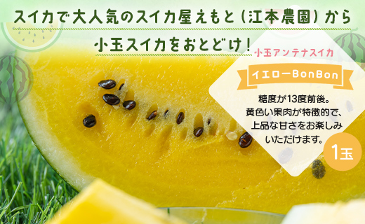 【数量限定】江本農園 夏の小玉アンテナスイカ １玉ギフト箱 黄
