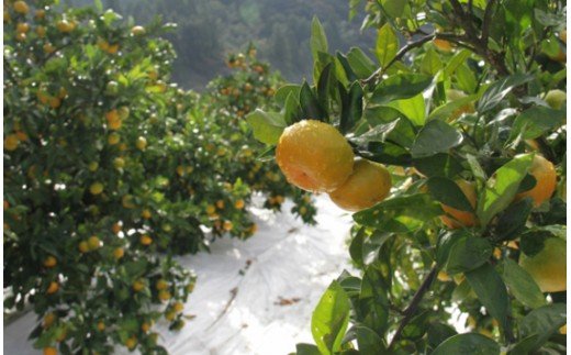山のてっぺん間城農園のみかん3kg みかん フルーツ 柑橘 期間限定