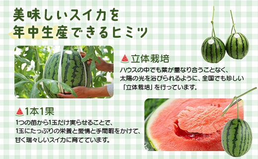 【数量限定】江本農園 夏の小玉アンテナスイカ １玉ギフト箱 赤