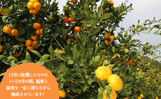 間城農園 甘い完熟みかん 寿太郎 (家庭用) 5kg フルーツ 果物 柑橘 みかん