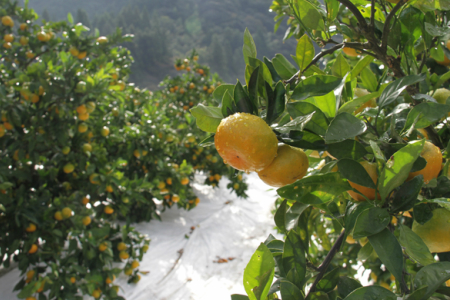 山のてっぺん間城農園のみかん (家庭用) 5kg - フルーツ 柑橘 みかん ms-0042